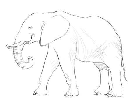 African Elephant Coloring Page